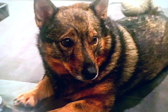 foto Perro Vallhund Sueco