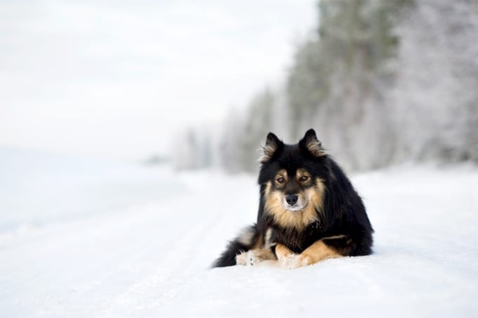 foto Perro de raza laphund finlandés