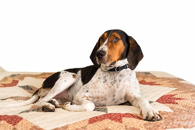 foto Perro de raza Walker Coonhound