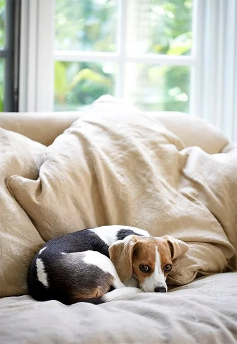 foto Beagle de bolsillo