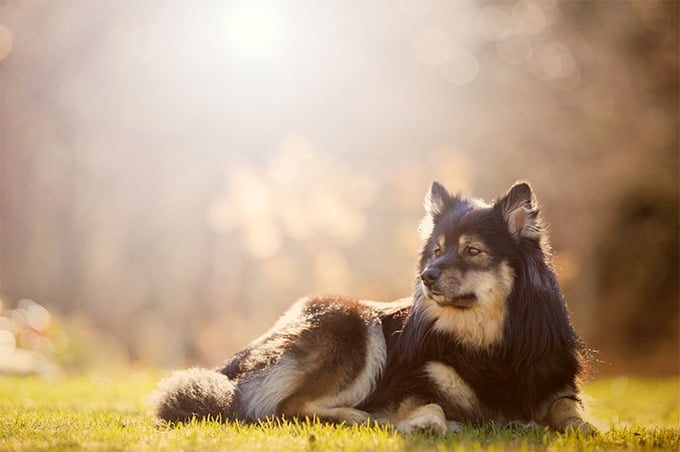 foto Perro de raza laphund finlandés