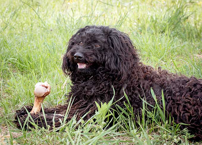 foto Perro Puli