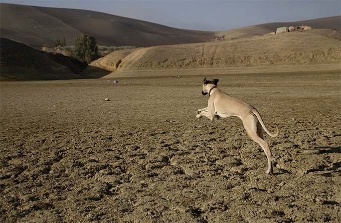 foto Perro Sloughi