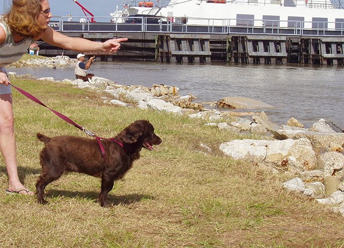 foto Perro Boykin Spaniel