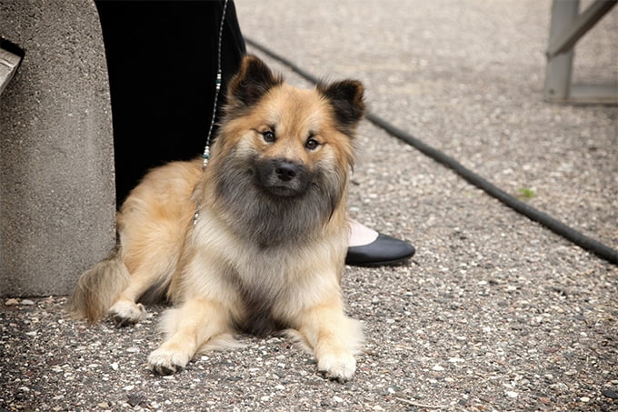 foto Perro pastor islandés