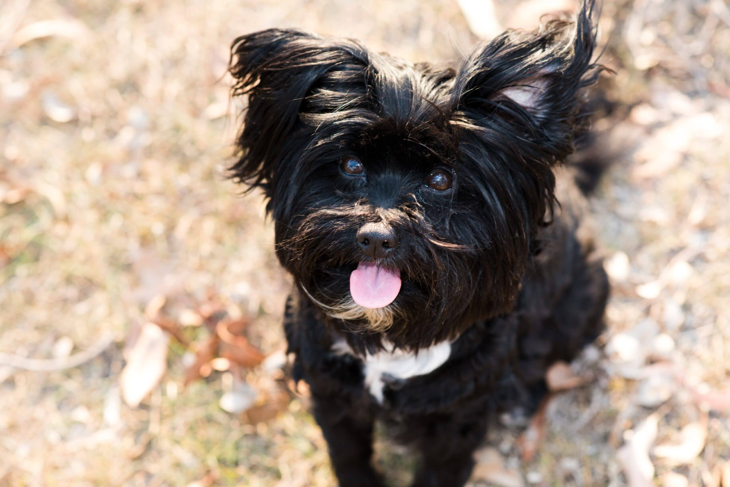 foto Perro de raza Lhasapoo