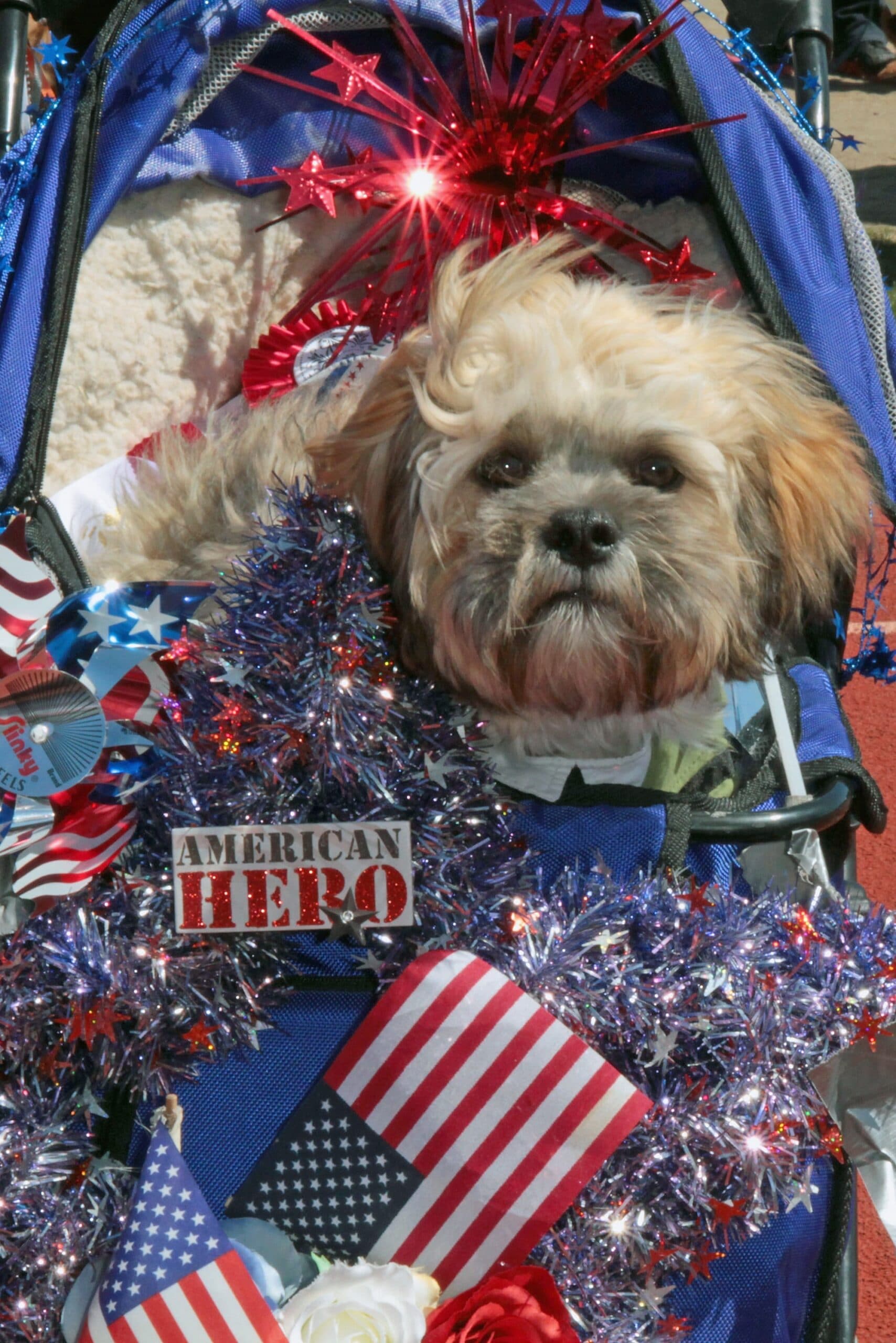 foto Perro de raza Lhasapoo