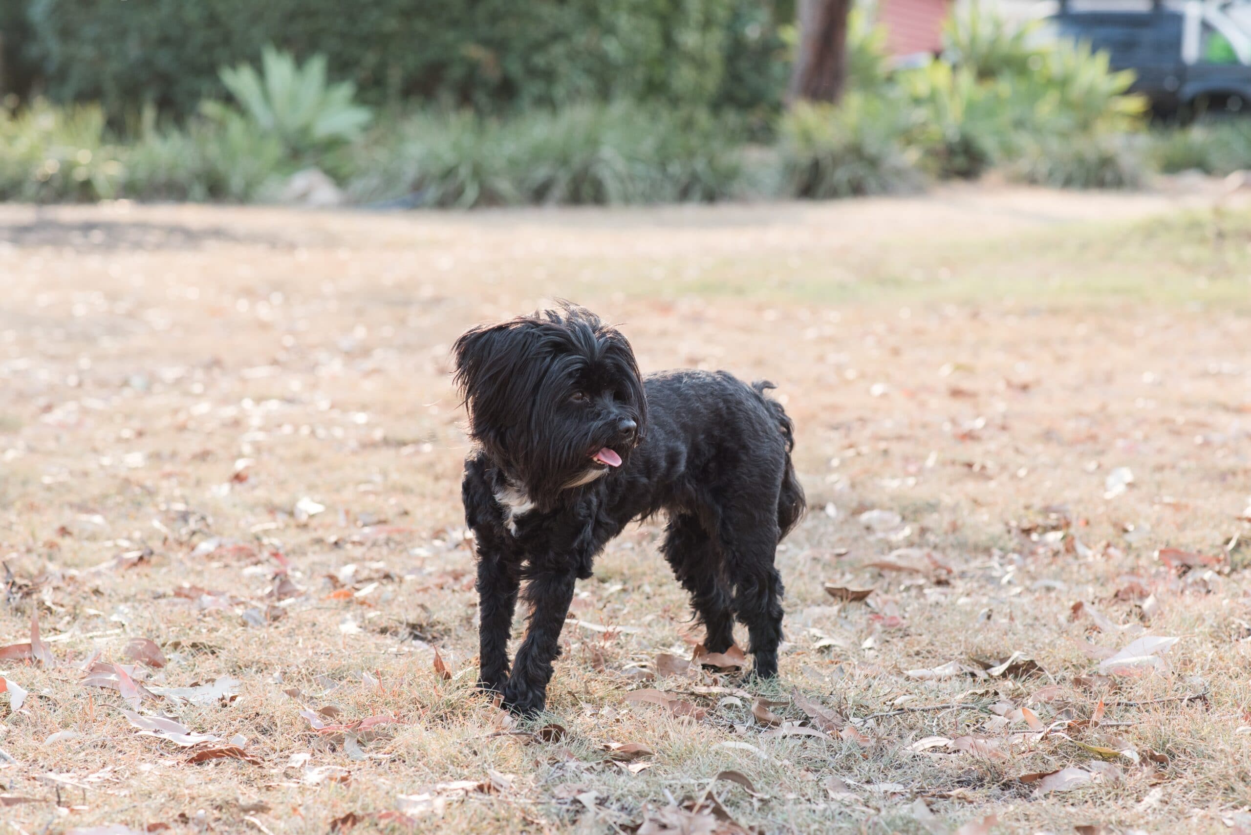 foto Perro de raza Lhasapoo