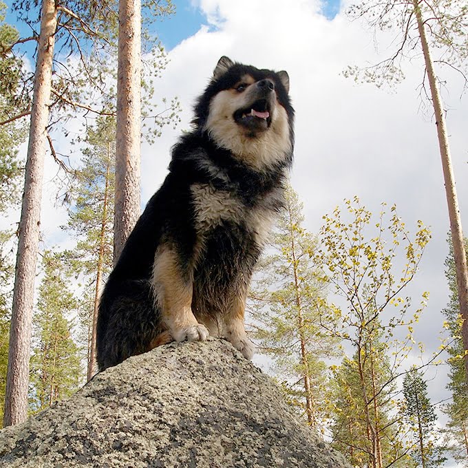 foto Perro de raza laphund finlandés