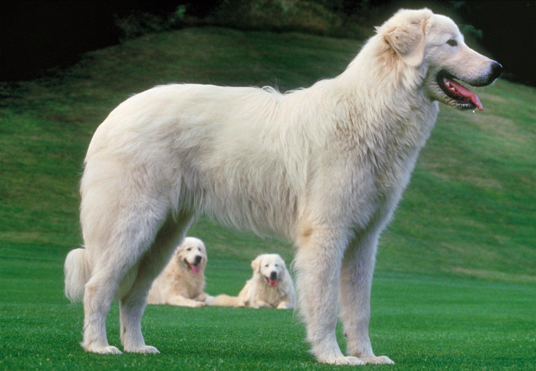 foto Perro Maremma