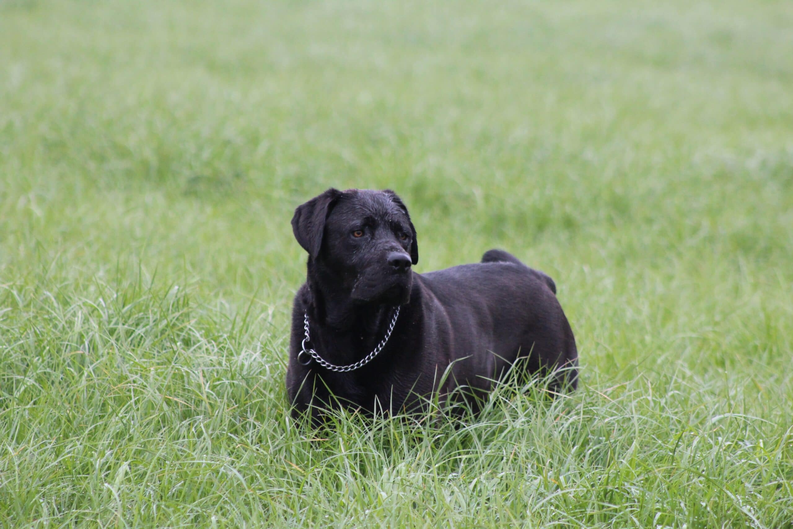 foto Perro Mastador Labmaraner Mixto