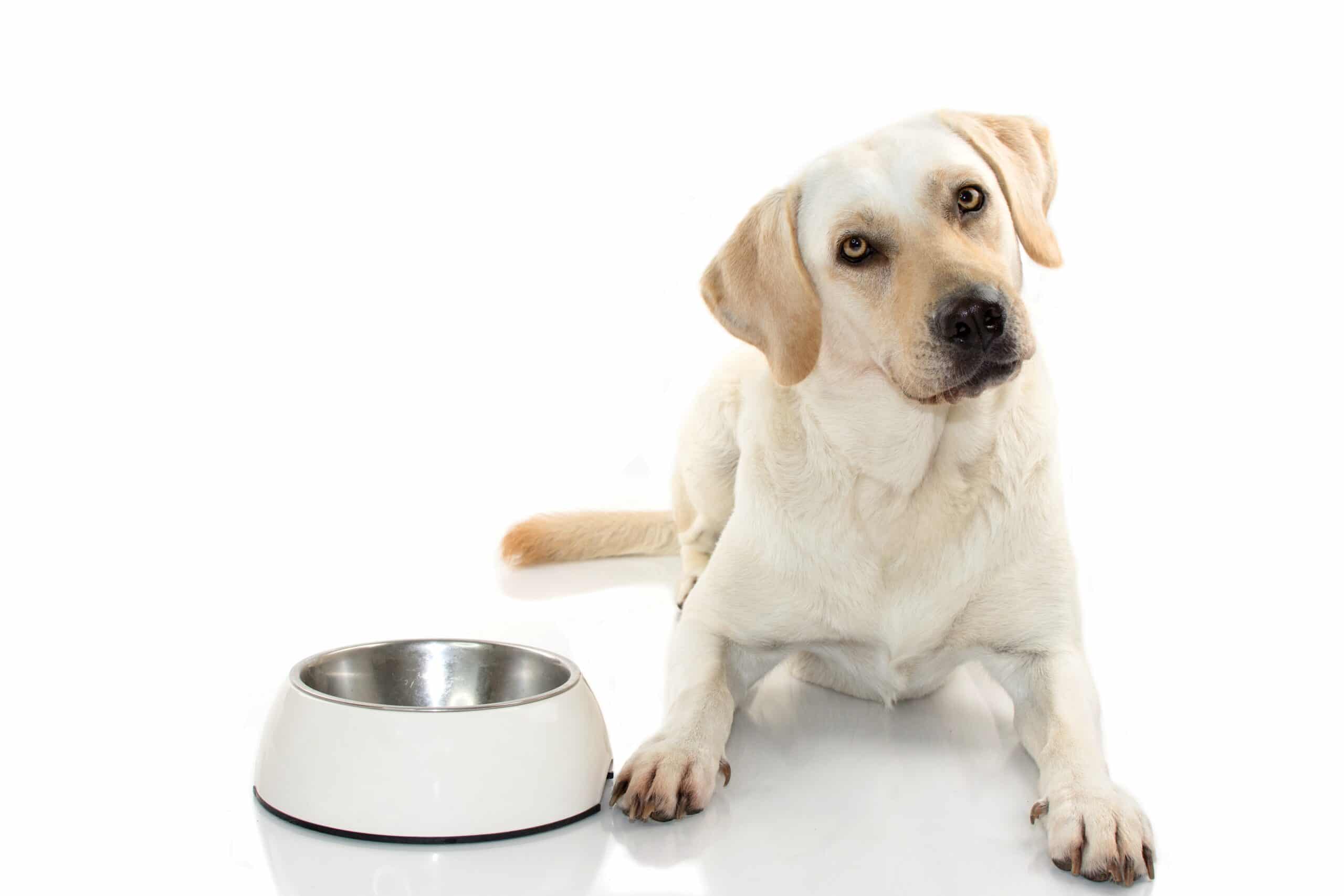 foto Perro Mastador Labmaraner Mixto