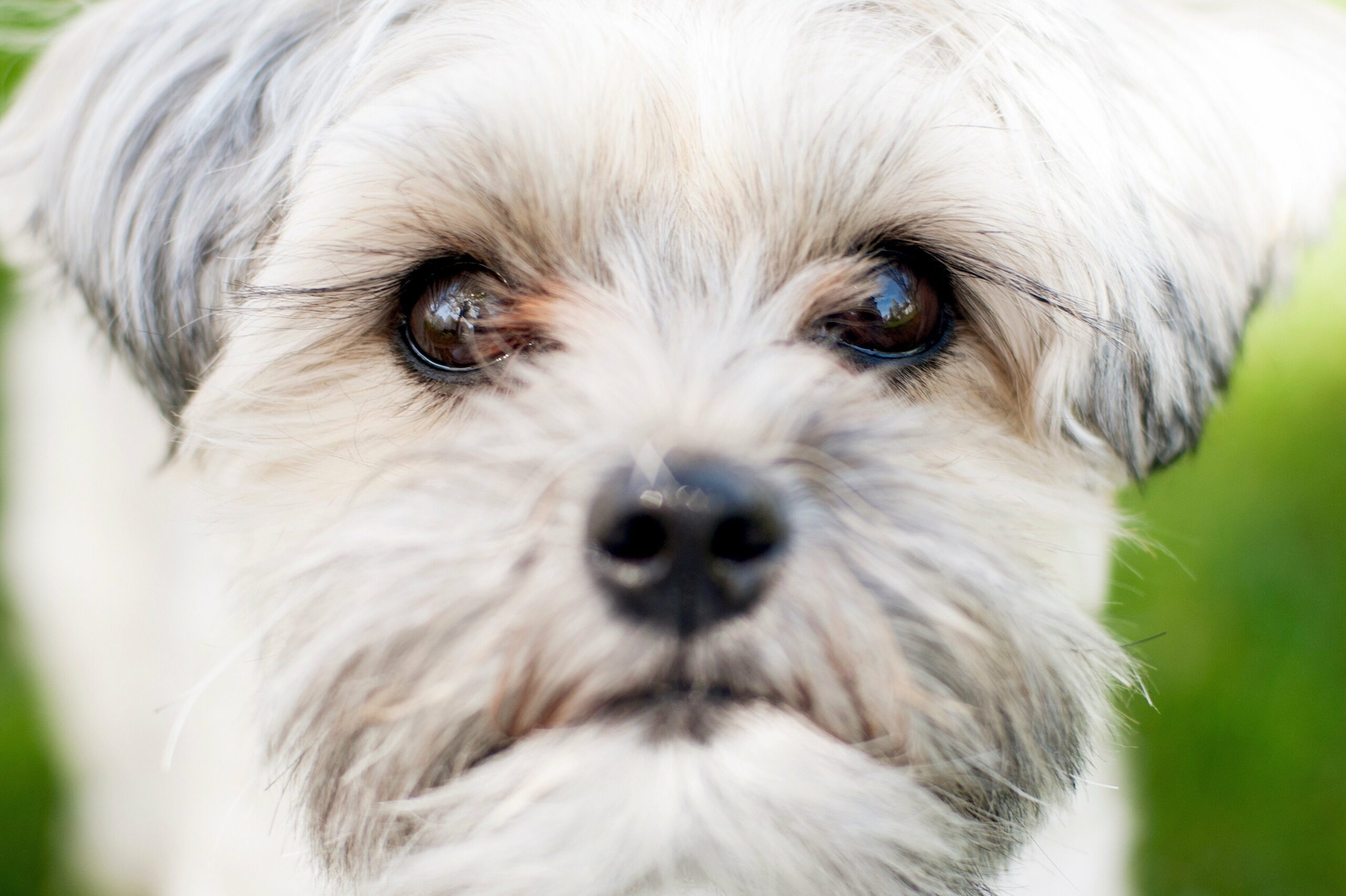 foto Perro de raza Morkie