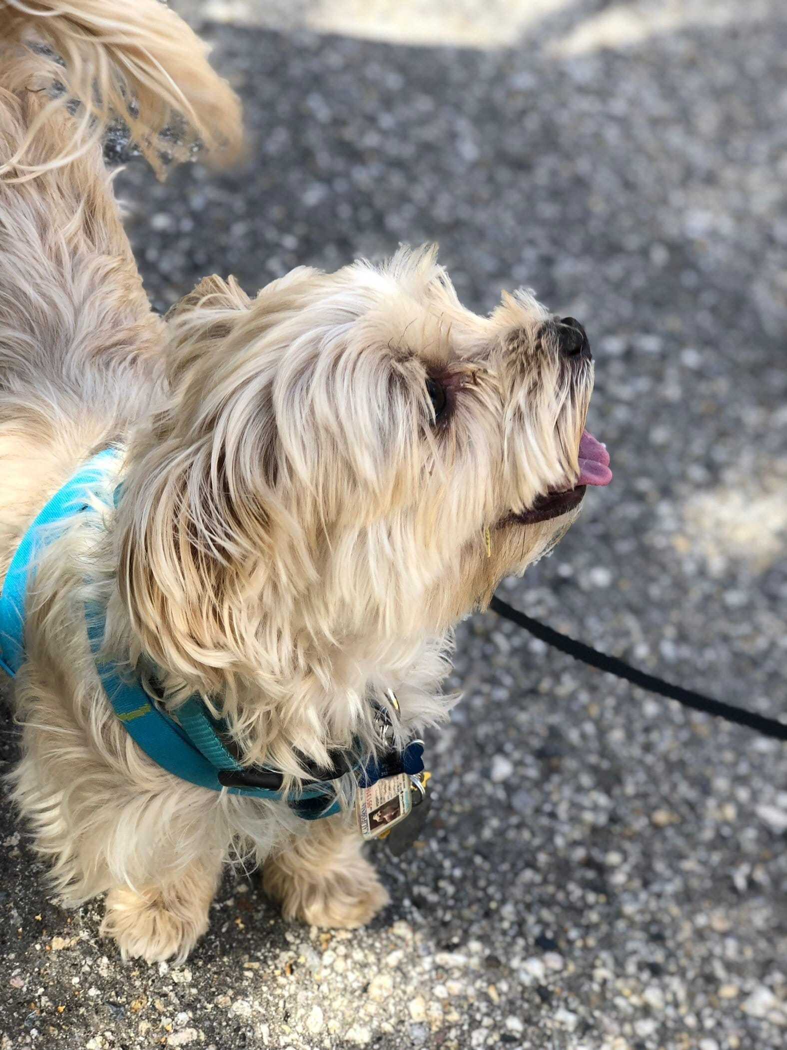 foto Perro de raza Morkie