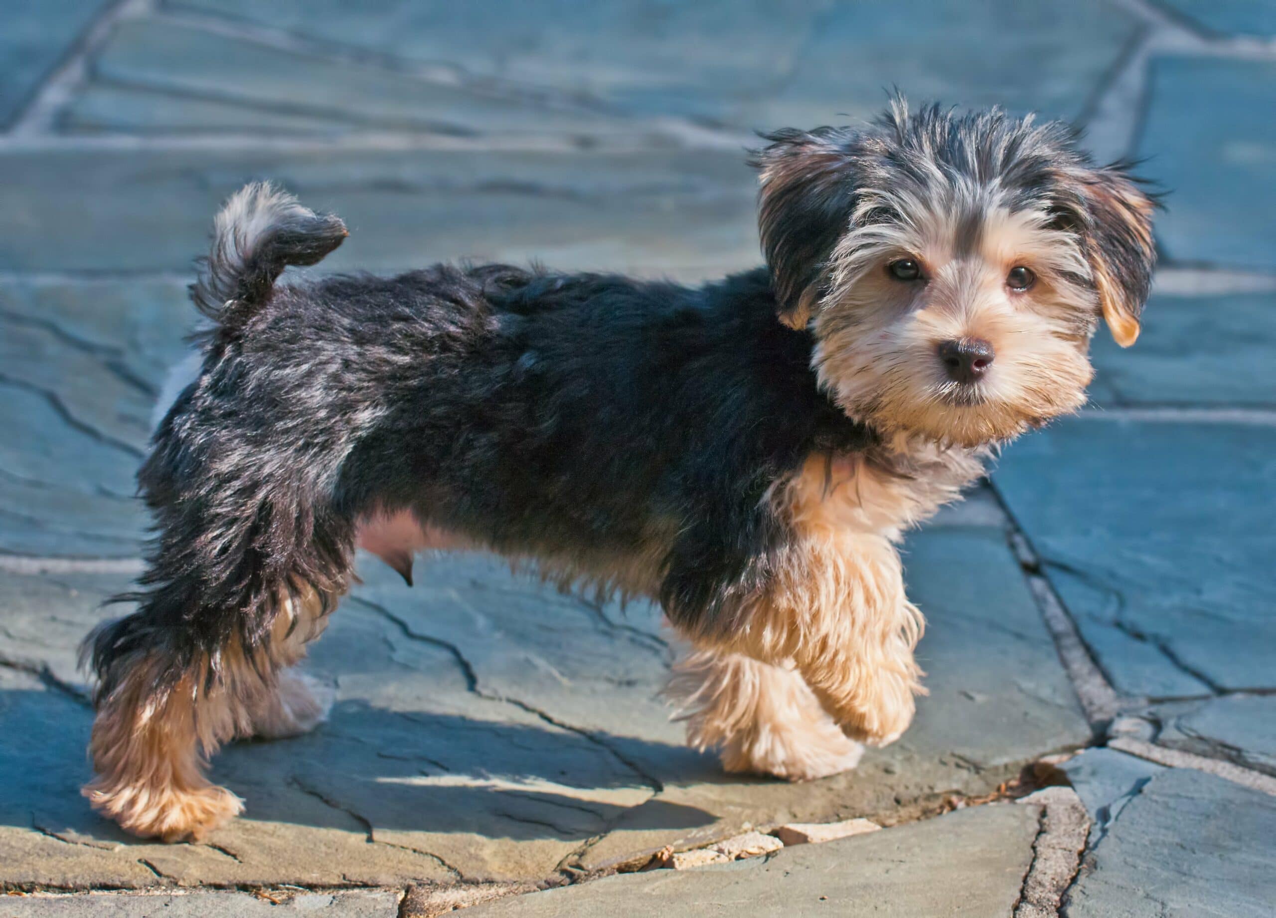 foto Perro de raza Morkie