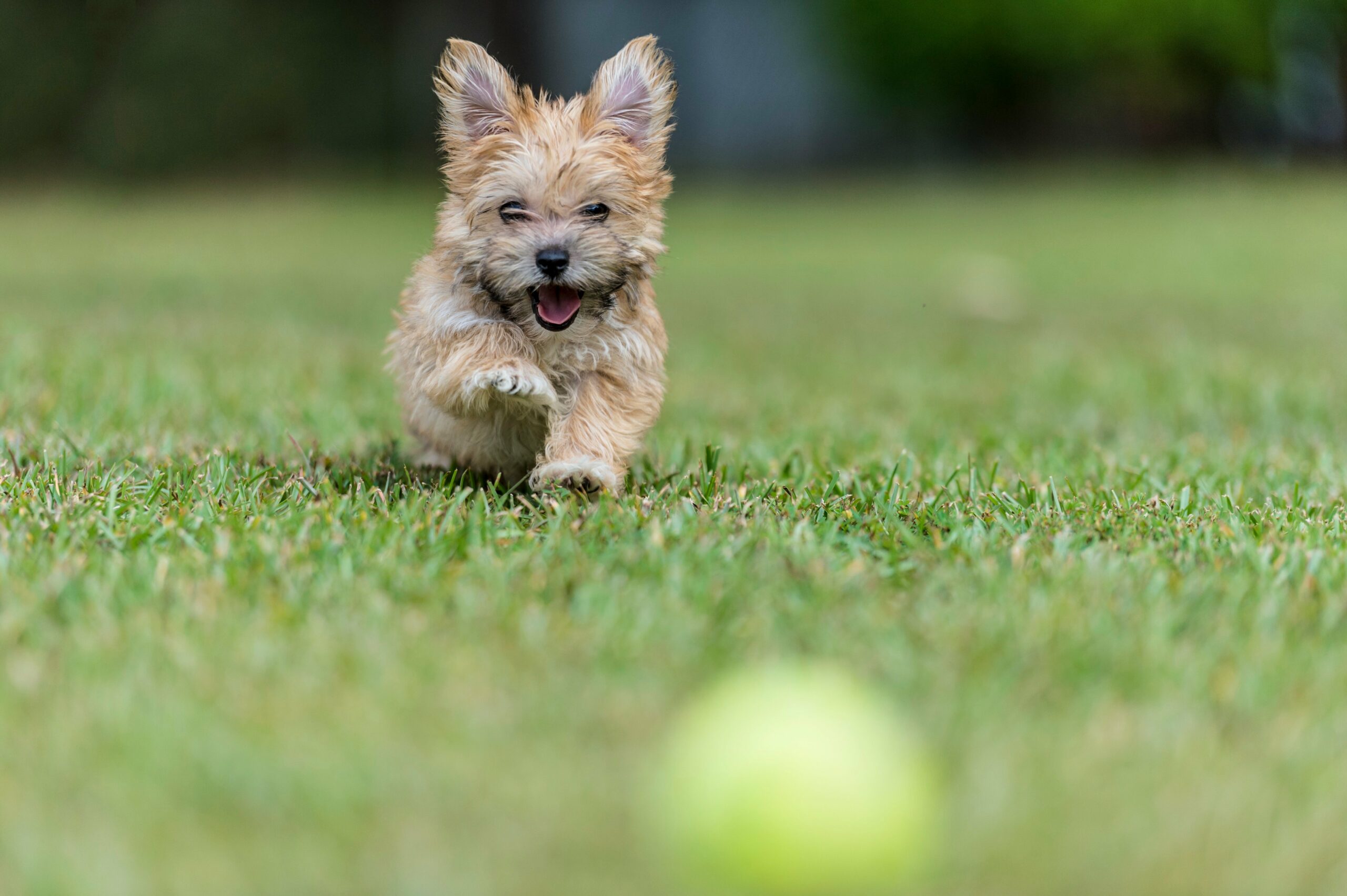 foto Perro de raza Morkie