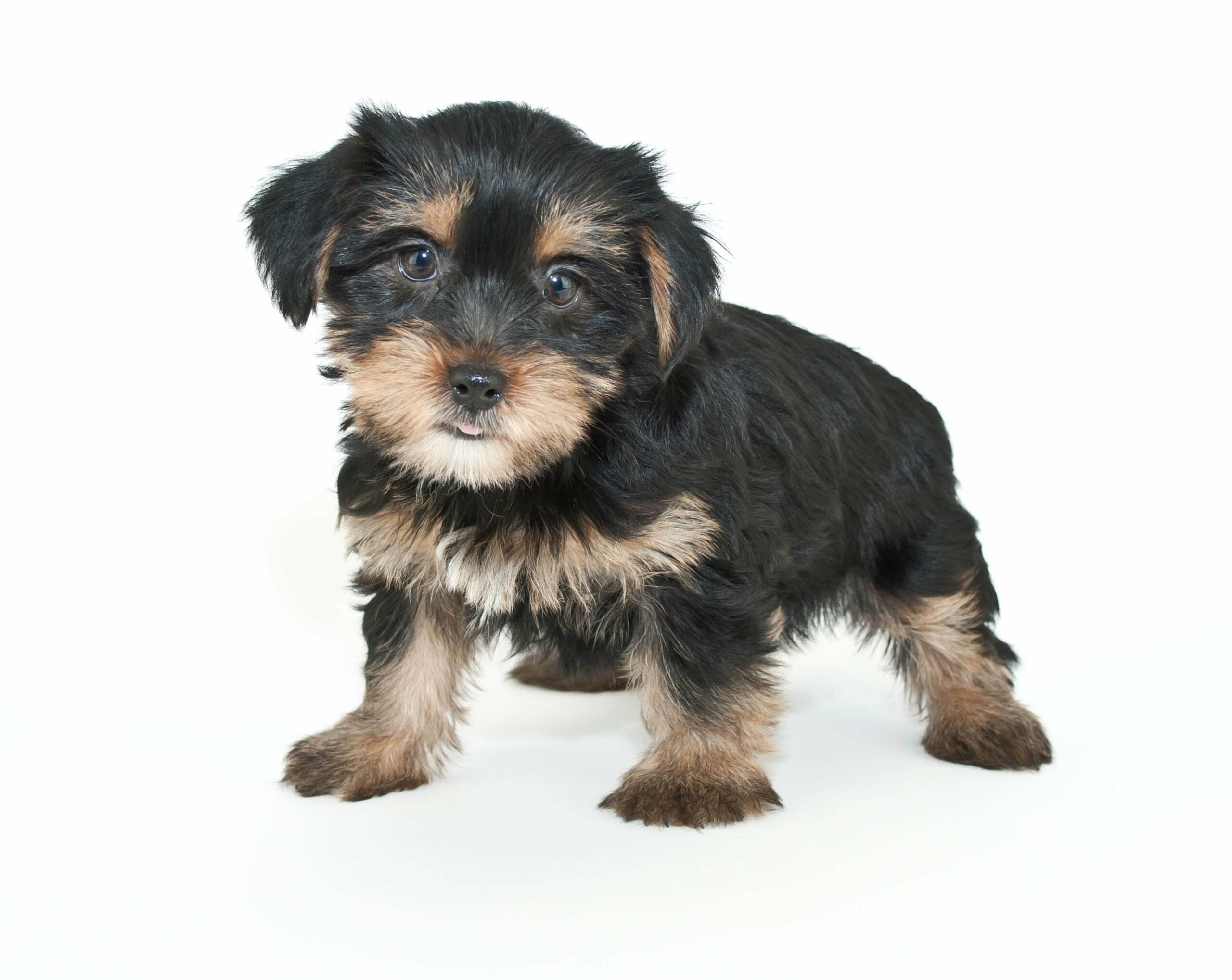 foto Perro de raza Morkie