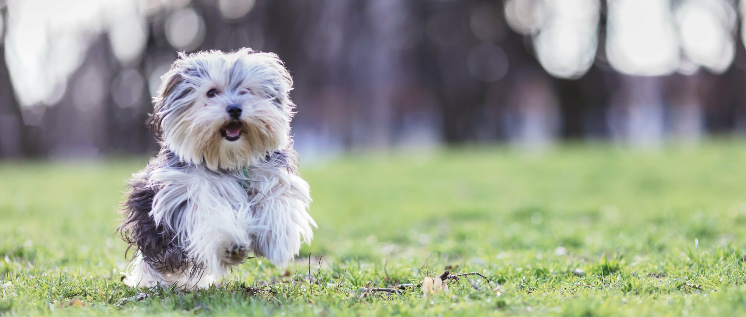 foto Perro de raza Morkie