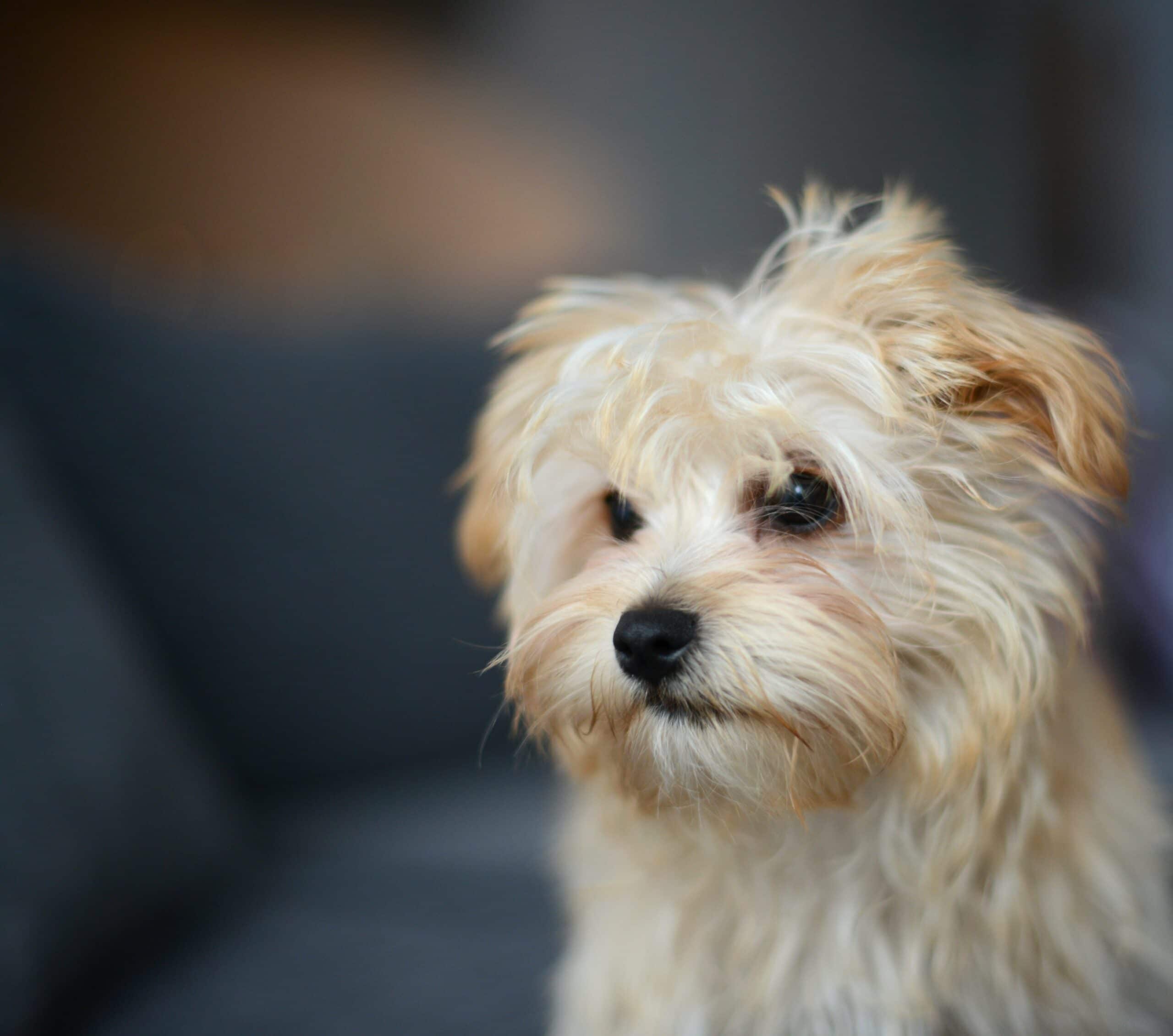 foto Perro de raza Morkie