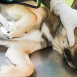 10 de las formas más comunes de envenenamiento accidental de los perros