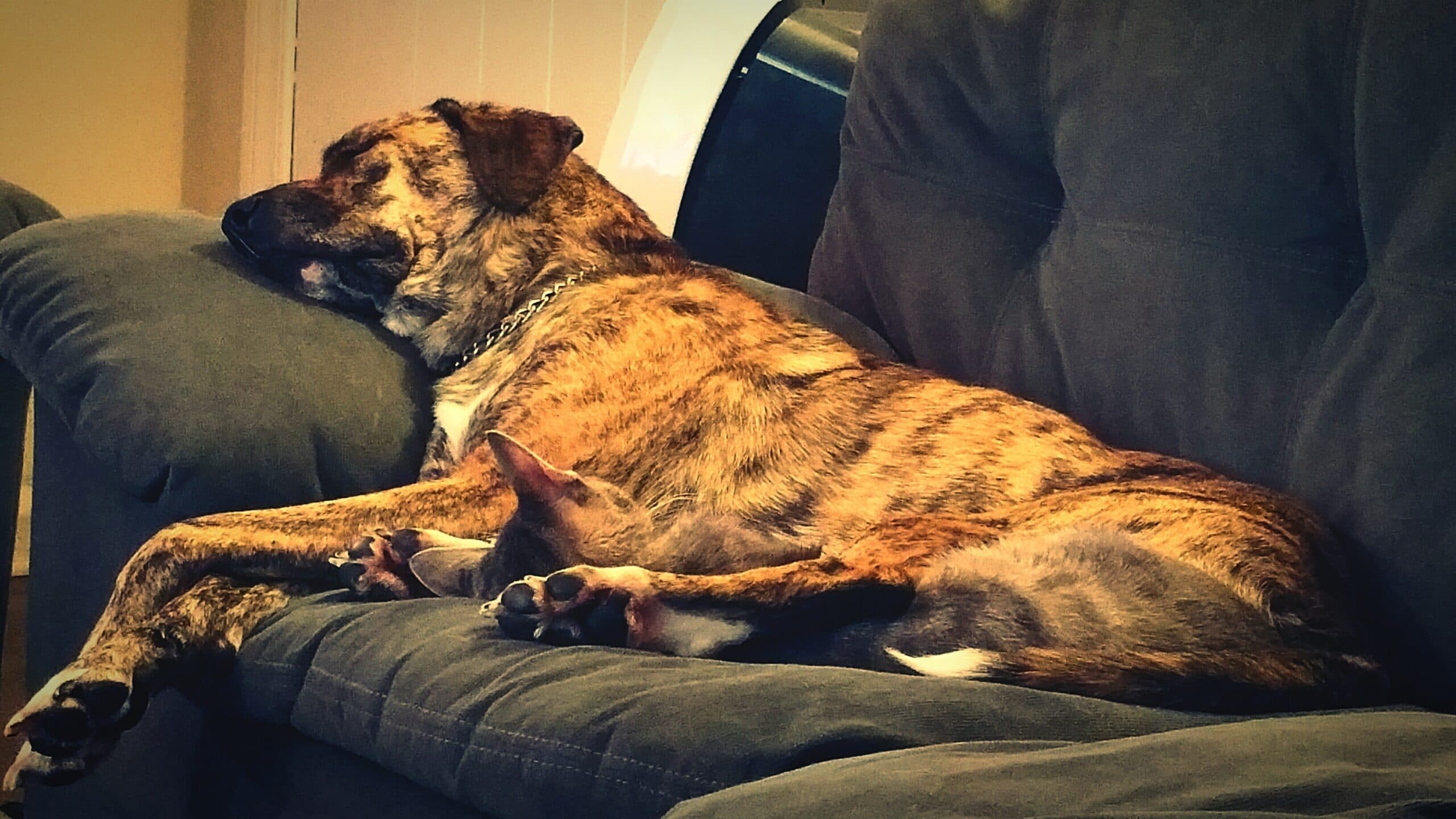 foto Perro de montaña