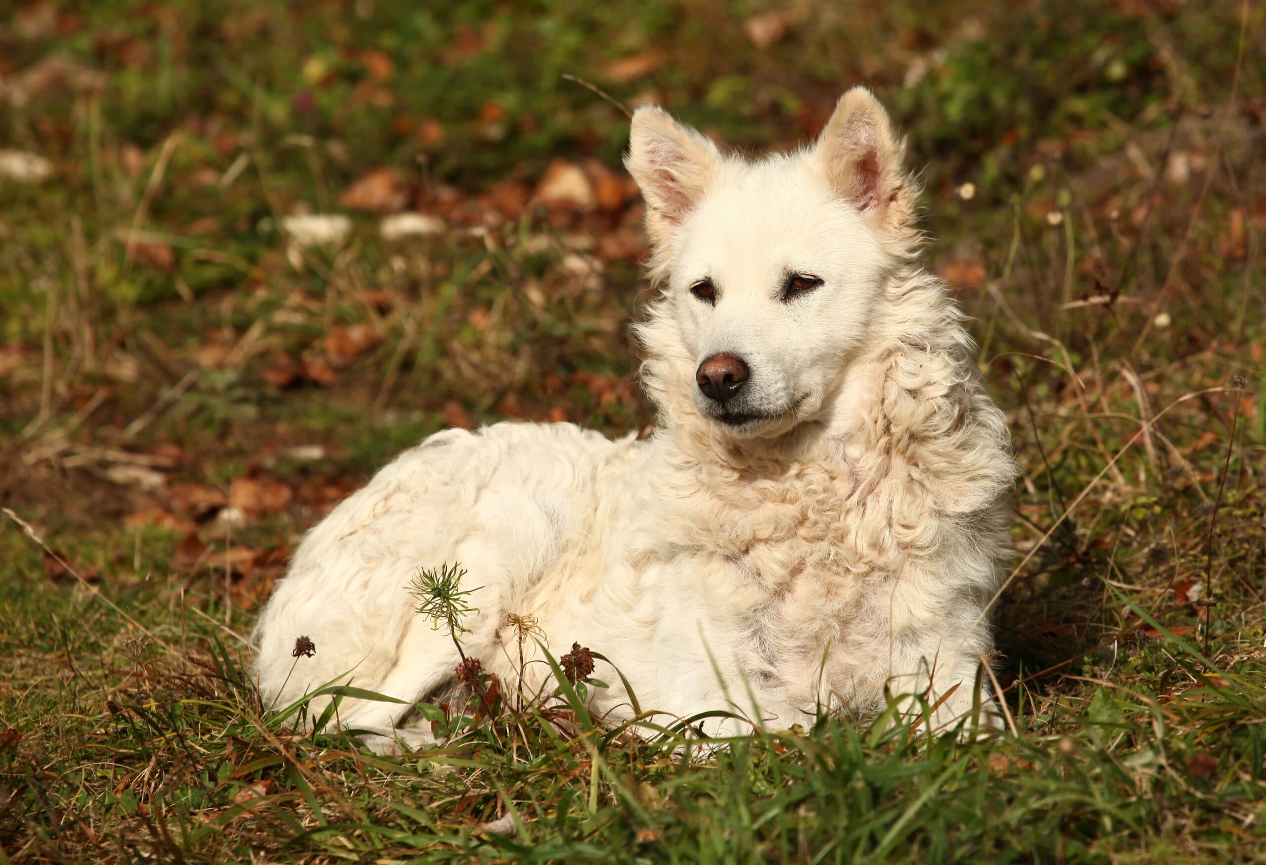 foto Perro Mudi