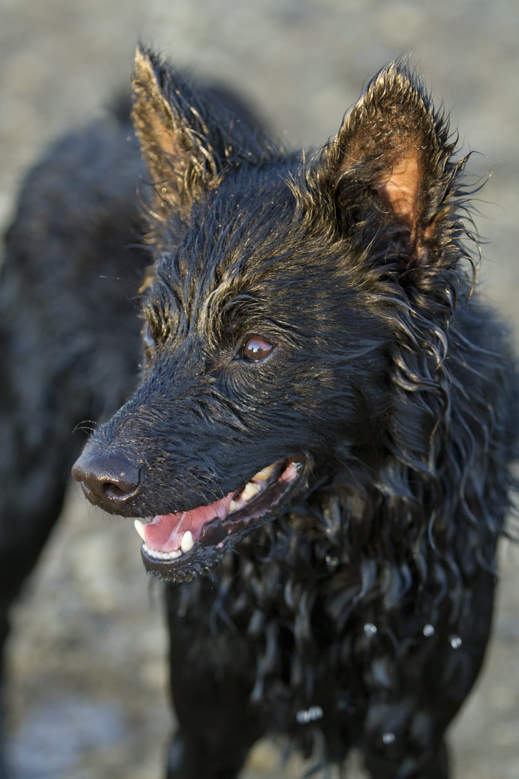 foto Perro Mudi