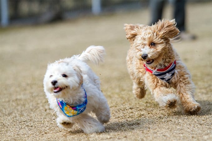 foto Perro Híbrido Maltipoo