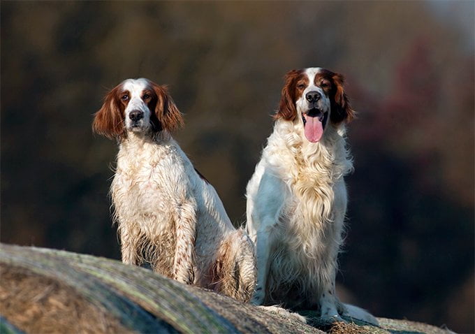 foto Perro Setter Irlandés Rojo y Blanco