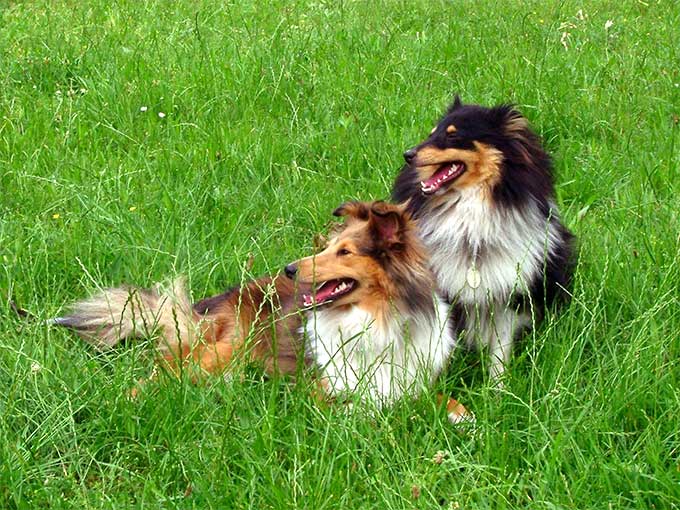 foto Perro Pastor de Shetland
