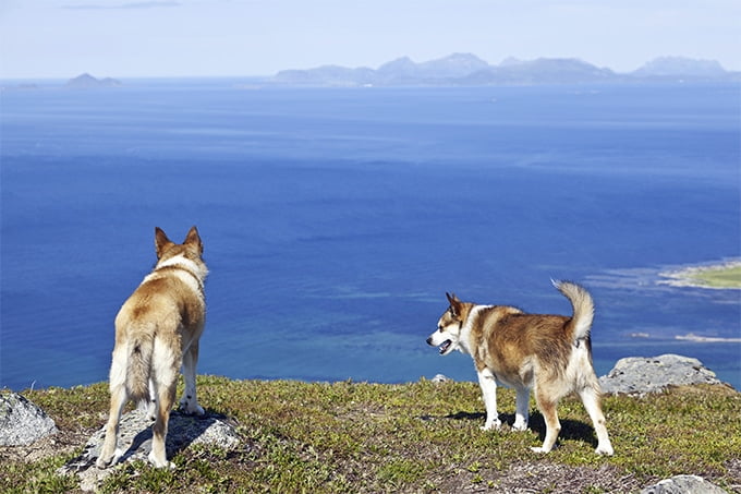 foto Perro de raza Lundehund noruego