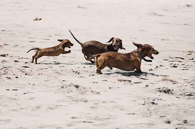 foto Perro Dachshund