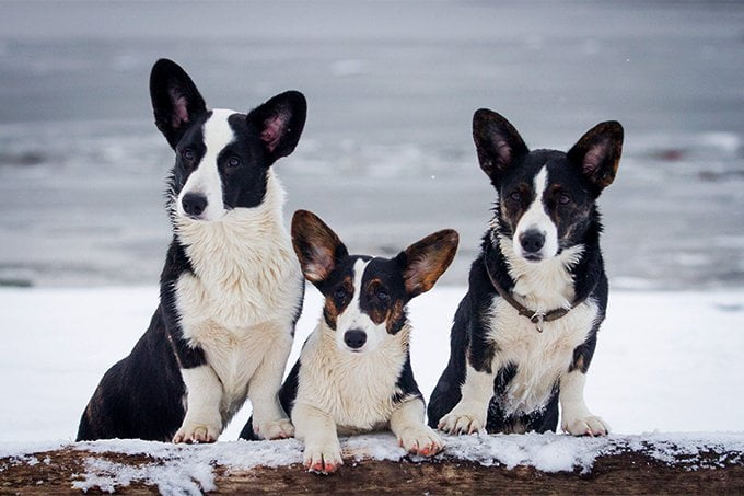 foto Perro de raza Corgi Galés de Cardigan