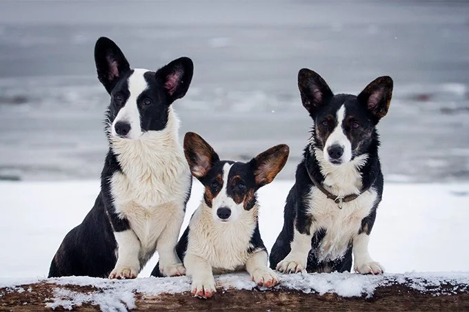 foto Perro de raza Corgi Galés de Cardigan