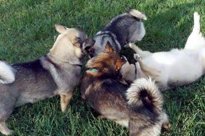 foto Perro Vallhund Sueco