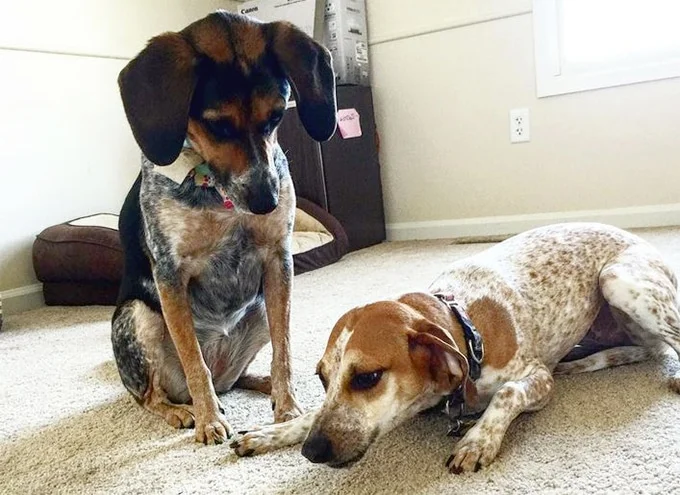 foto Perro de raza Walker Coonhound