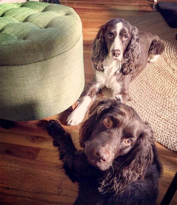foto Perro Boykin Spaniel