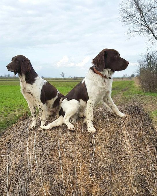 foto Perro Munsterlander Pointer Pequeño