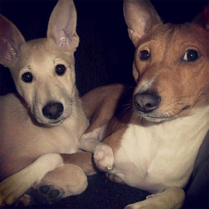 foto Perro Canaan