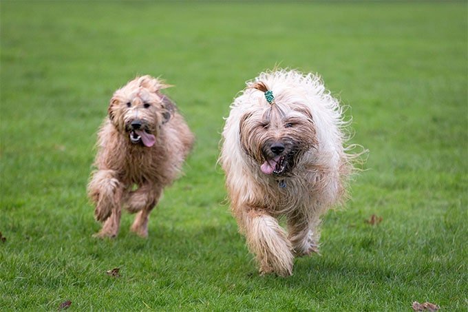 foto Perro de Briard