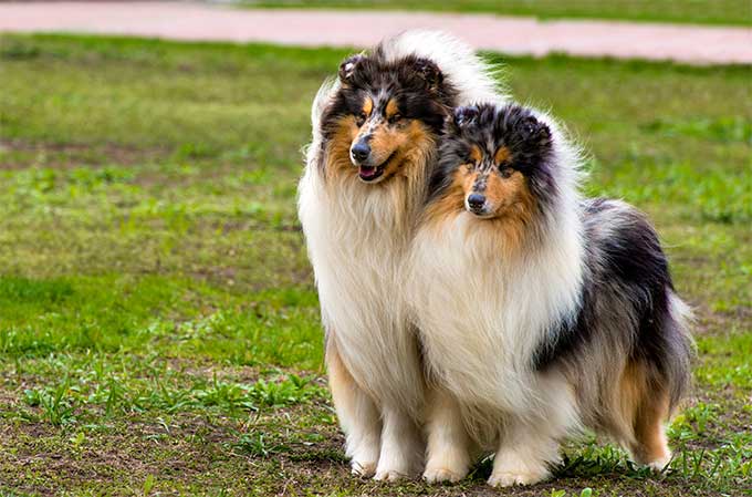 foto Perro Collie
