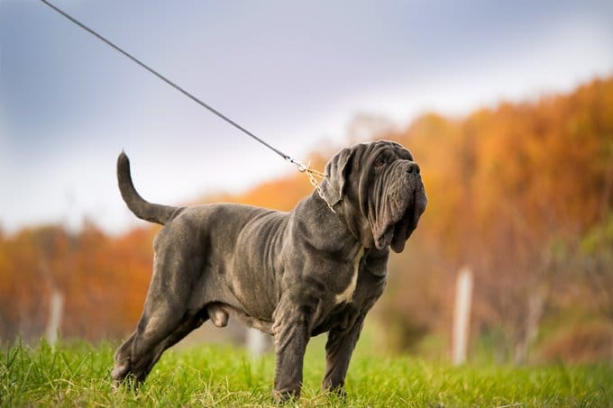 foto Perro Mastín Napolitano