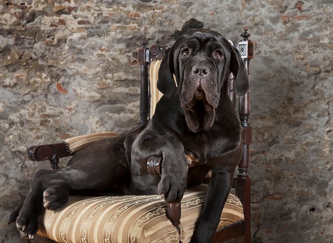 foto Perro Mastín Napolitano