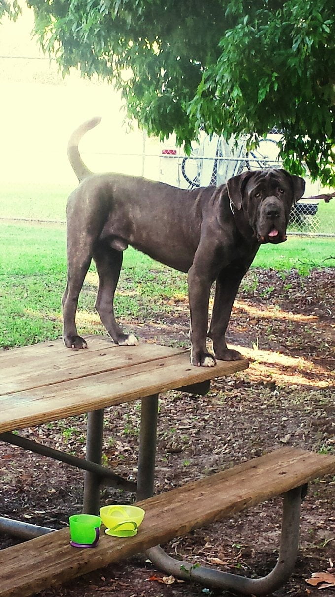 foto Perro Mastín Napolitano