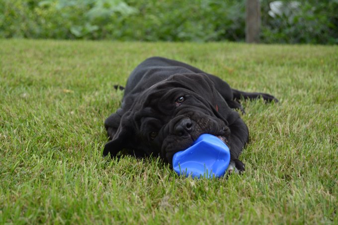 foto Perro Mastín Napolitano