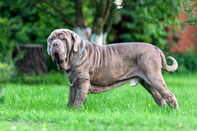 foto Perro Mastín Napolitano