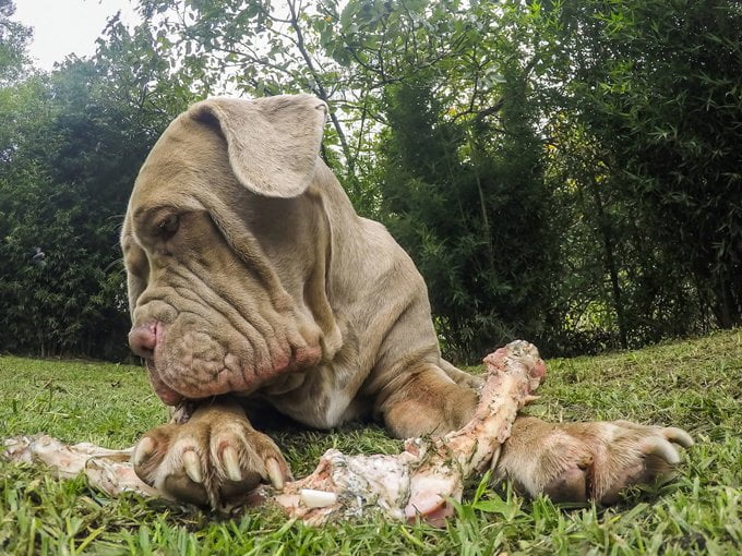 foto Perro Mastín Napolitano