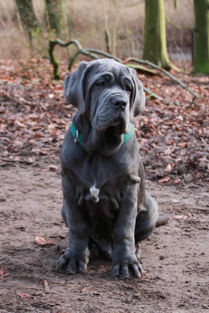 foto Perro Mastín Napolitano