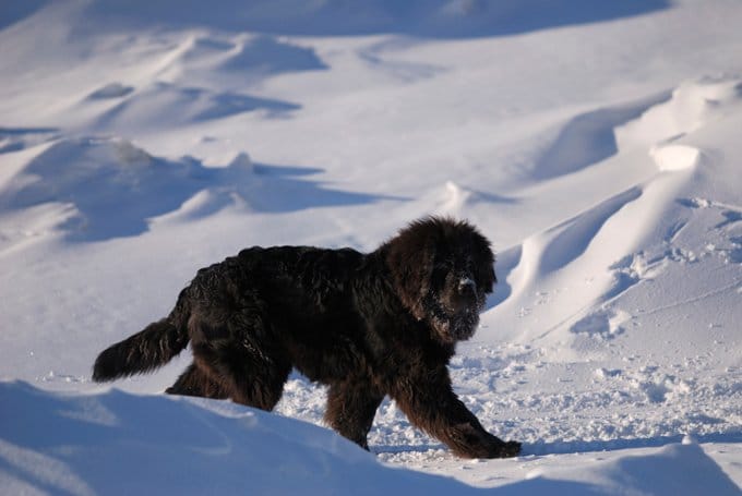 foto Perro de Terranova