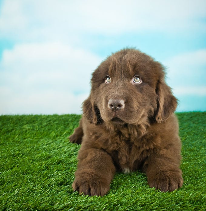 foto Perro de Terranova